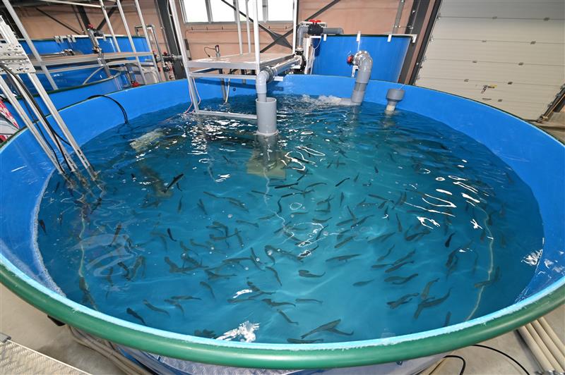 ひとりの社員の”食”への想いから生まれた「陸上養殖サーモン」がつくる食の未来