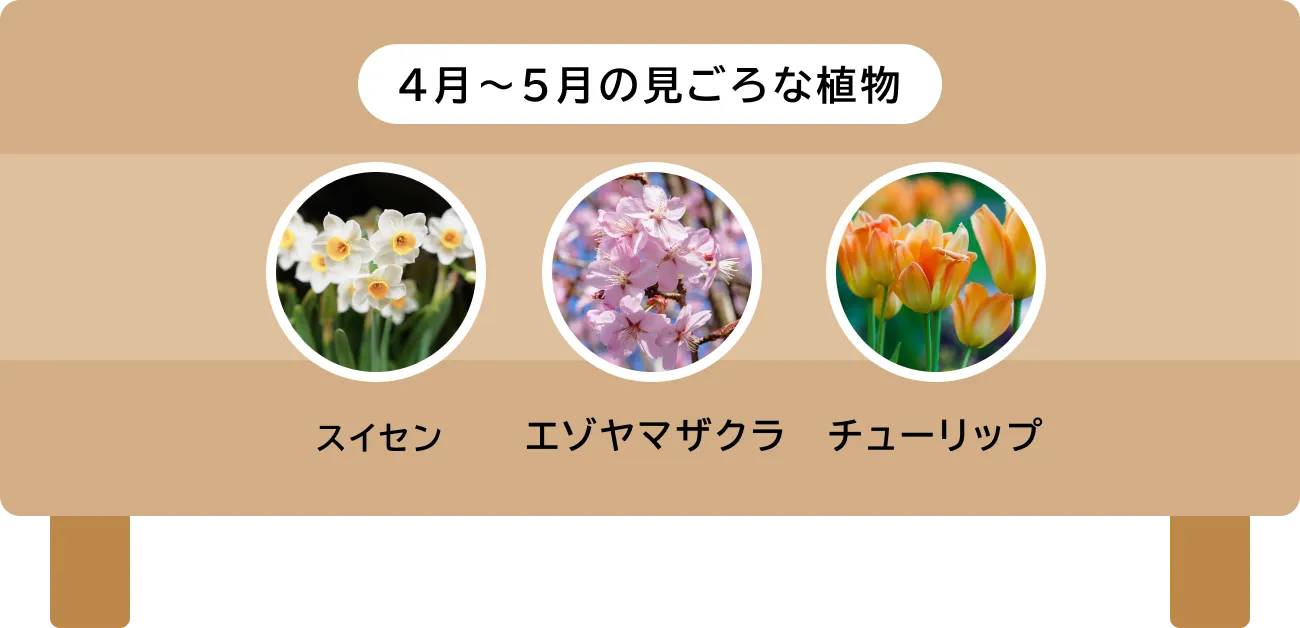 4月〜5月の見ごろな植物：スイセン、エゾヤマザクラ、チューリップ