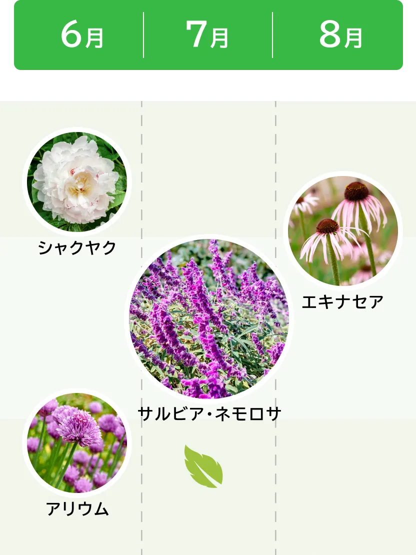 6月〜8月の植物：シャクヤク、アリウム、サルビア・ネモロサ、エキナセア